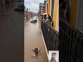 Brave Dog Saves Kitten in Flood 🐶❤️🐱 | Emotional Rescue Story