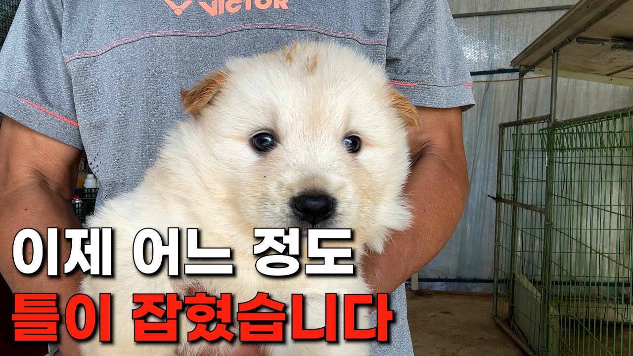 이제는 강아지들이 어느 정도 틀이 잡히기 시작했습니다. | 진돗개 백구, 블랙탄, 재구 강아지 | 재구 재복이의 자견 강아지 ...