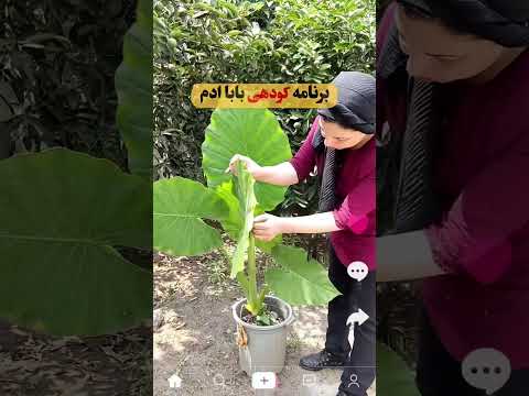 برنامه کود دهی بابا ادم