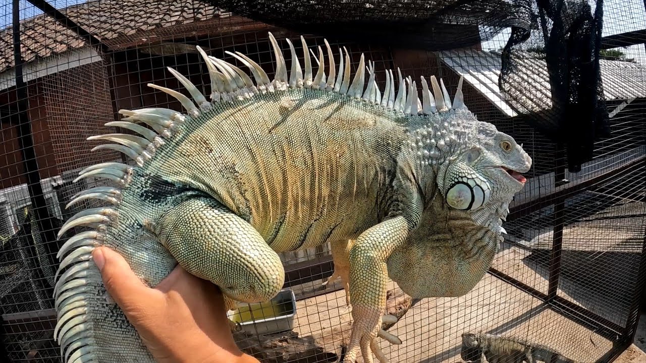 IGUANA MONSTER LEBIH GEDE DARI JABRIX MASUK KANDANG!