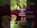 Петунии много не бывает 😂#петуния #приколы