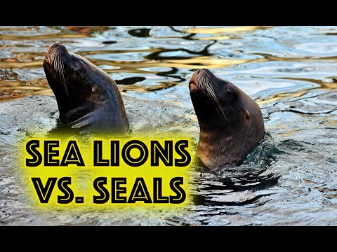 Video: Vad är Seals nettovärde?
