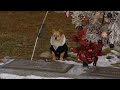 Chihuahua Won’t Leave Owner’s Gravesite