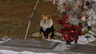 Chihuahua Won’t Leave Owner’s Gravesite