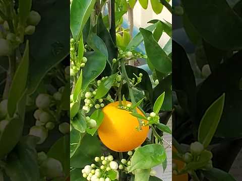 Orange Tree Blooms Orange Youtubeshorts Shortsvideo Gardentricks