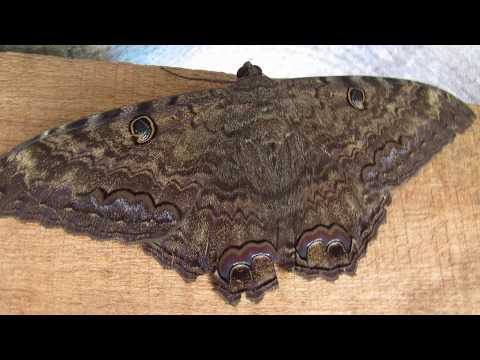 Vídeo: Como Lidar Com A Mariposa Das Cinzas Da Montanha