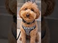 Anjing Lucu Ini Ditinggal Pemiliknya di Bandara #shorts