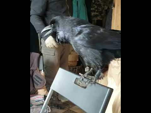 ворона говорит. вася ворон. ворона заглядывает. говорящая ворона. говорящий ворон говорит а.