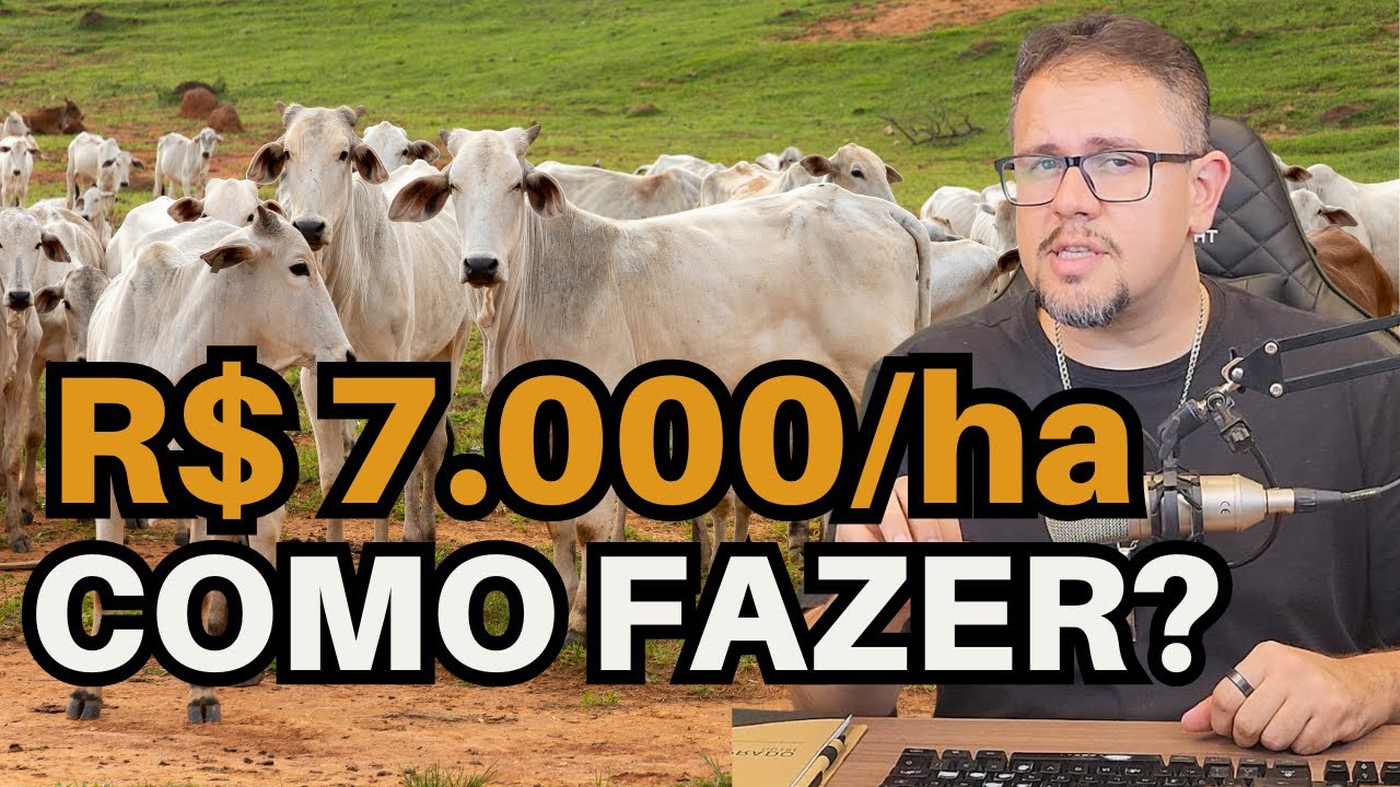 7 MIL DE LUCRO por hectare: A cinta que ninguém faz!