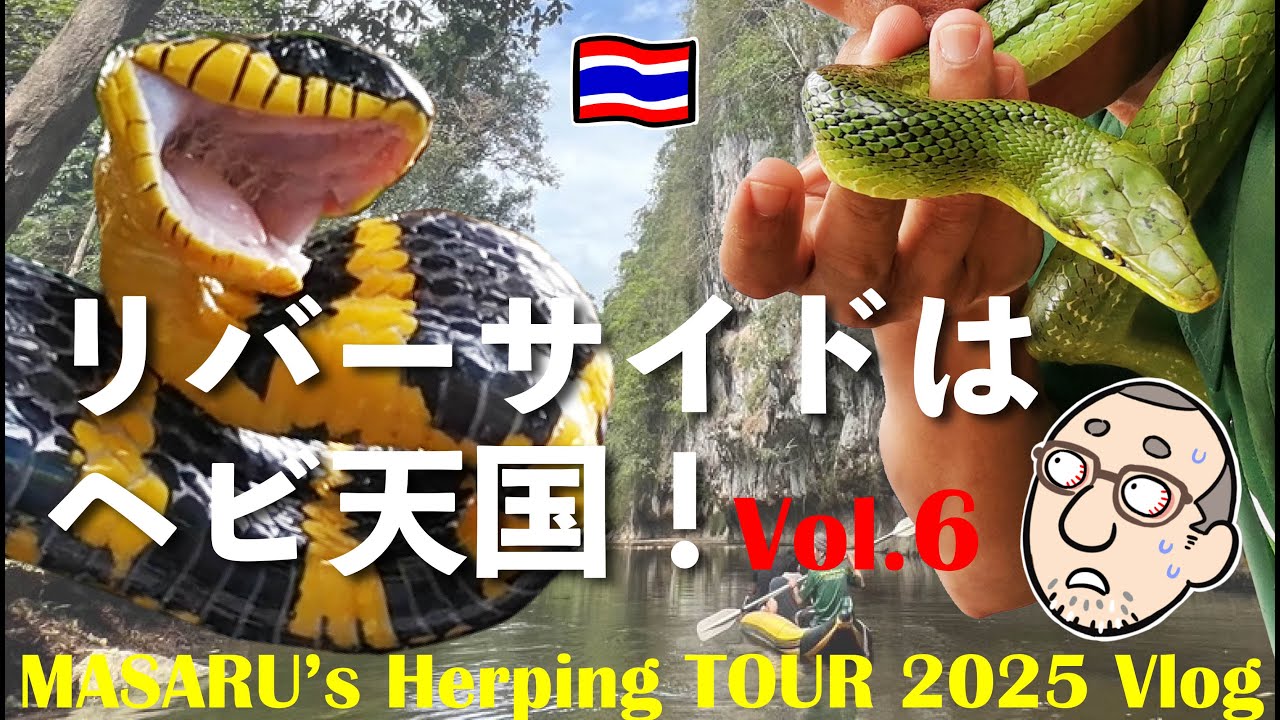 🇹🇭【マングローブヘビ！ホソツラナメラ！】タイで川下り！ヘビは何匹見られるかな？ | MASARU's Herping TOUR 2025 Vlog.6 | タイ・カオソック編