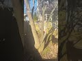 Dog gets ready to be a superhero