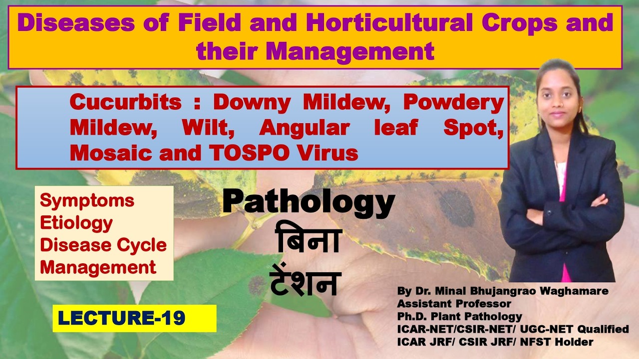 Cucurbits : Downy Mildew, Powdery Mildew, Wilt, Angular leaf Spot, Mosaic and TOSPO Virus