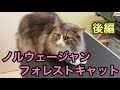【トリミング風景】賢すぎる⁉️ノルウェージャンフォレストキャットのシャンプー