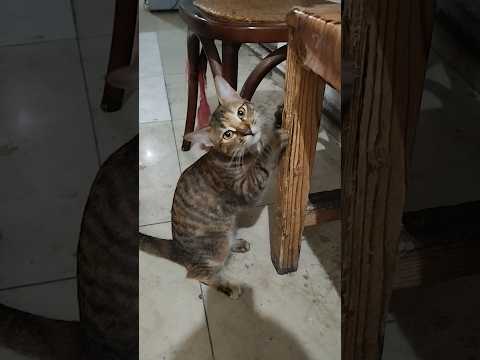 #angery#cat#youtabe_short_video#min darai
