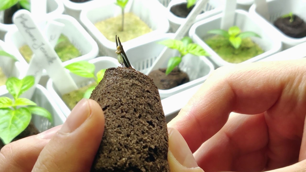 Samenhülle von Keimblättern entfernen - YouTube