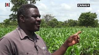 Burkina Faso : Palenfo Nahondomo, roi du manioc