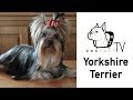 A Yorkshire Terrier kutya fajta bemutató - DogCast TV S02E10 の動画、YouTube動画。