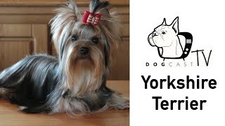 A Yorkshire Terrier kutya fajta bemutató - DogCast TV S02E10