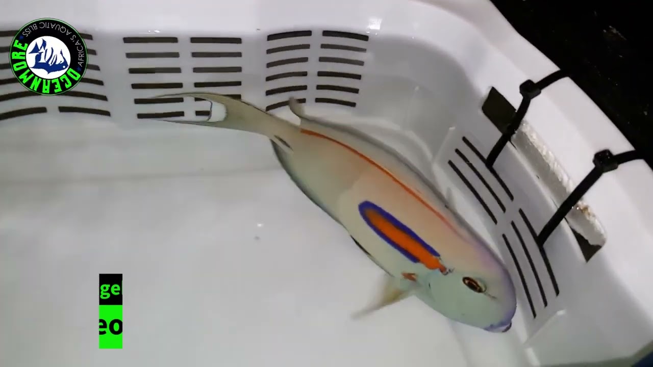 ORANGEBAND SURGEONFISH (Acanthurus olivaceus)