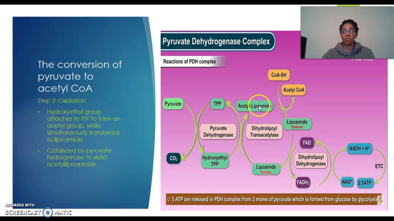 Conversion Of Pyruvate To Acetyl CoA YouTube