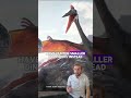 Meet Quetzalcoatlus, the largest flying creature to ever exist, with a wingspan of up to 33 feet!