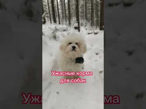 Плохие корма для собак.В этих кормах нет витамин,а состав ужасный. #собаки#бишонфризе#корма#рек