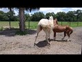 Beauty And Sec. A Welsh Pony Stallion Interaction, June 9, 2018