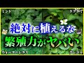 【ゆっくり解説】庭に生えてたらヤバい！「繁殖力」がすごい「植物」9選を解説