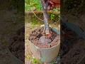 Planting trees from split trunks #ficusplant #bonsai #diy #bonsaitree