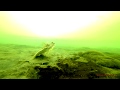 Камбала навага подводные съемки меляки  Flounder Navaga underwater shooting