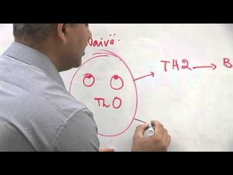 T cell functions. Immunology Lecture 10 part 1 - YouTube