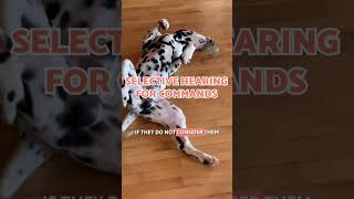 5 FACTS About DALMATIANS 🤍🖤