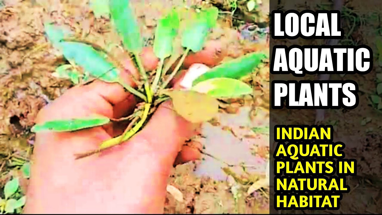 Local Aquatic Plants🌱🍀Live Aquatic Plants in Habitat Indian Aquatic