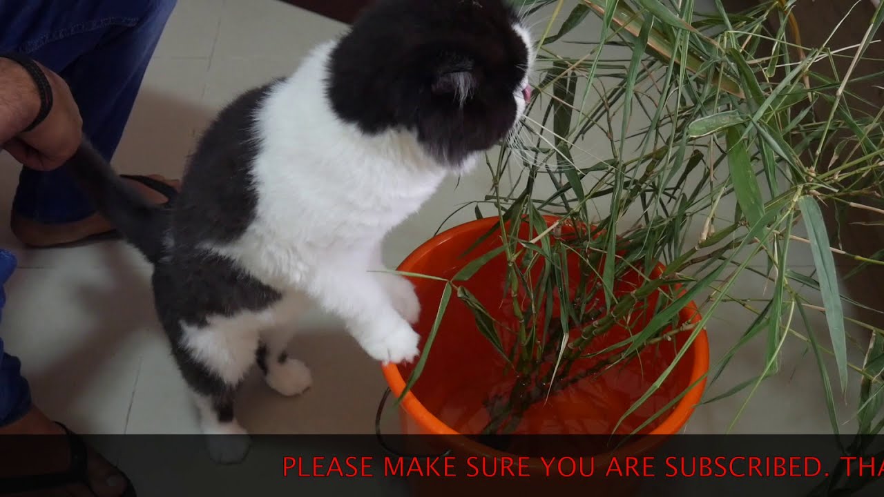 An INEXPENSIVE way to get EXPENSIVE Buddha Belly Bamboo #bambusaventricose #बांस  #बुद्धबेलीबाँस GCG