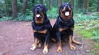 HUGE RESCUE ROTTWEILERS SOCIALIZE IN PUBLIC FOR VERY FIRST TIME TOGETHER