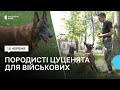 Львів'янин безкоштовно передає військовим цуценят для виховання службових собак