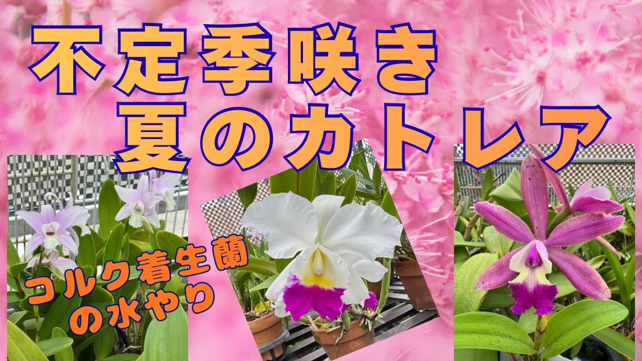 夏咲不定期咲のカトレアと夏の水やり - YouTube