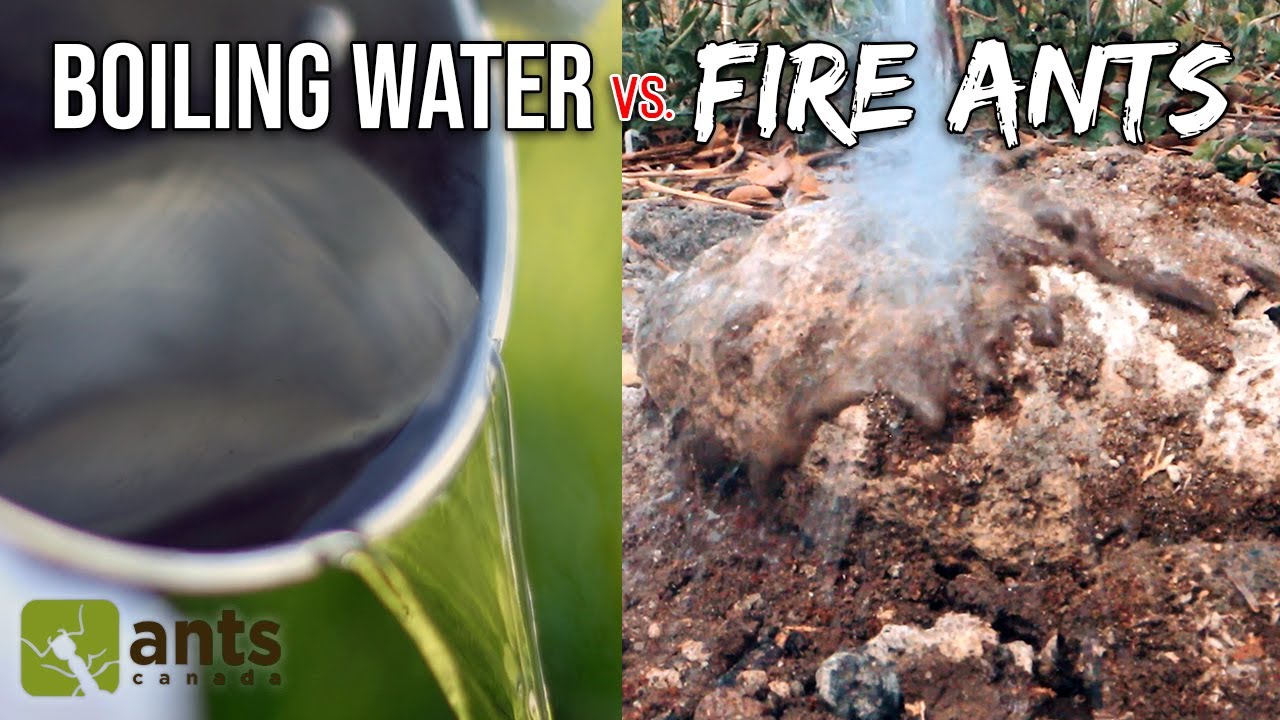 ⁣Pouring Boiling Water Onto a Fire Ant Nest