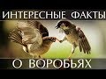 Интересные факты о Воробьях