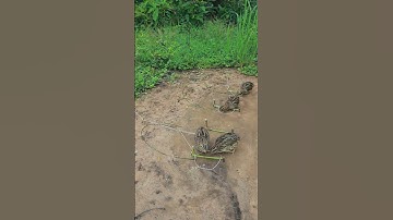 Best Creative Quail Trap Technique #birds #shortvideo #techniqueuniquetrap