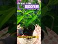 BUDDLEJA CUTTINGS - Easy Gardening Ideas For Home #shorts #short #shortsvideo #shortsfeed #garden