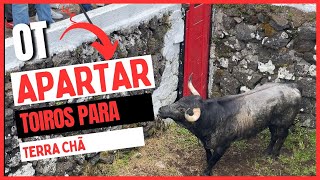 Tourada à corda in Terra Chã, 1 May 2025
