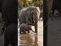 Lessons Taught Without Words! 🐘💛 #shorts