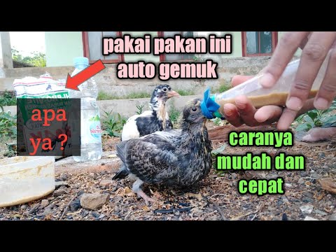 Video: Adakah bayi merpati yang sedang berkabung makan?