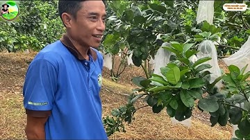Phỏng vấn chuyên gia về kỹ thuật làm bông và neo trái bưởi tết | NÔNG NGHIỆP XANH