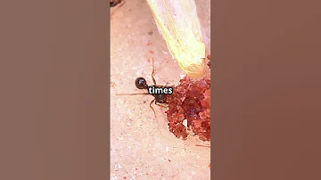 The Secret Life Of Ants Titans Ants 