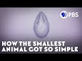 How the Smallest Animal Got So Simple
