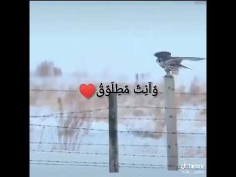 اطلقتك يا طير وانت مطلوق