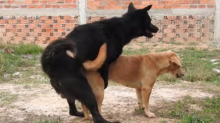 Awesome Rural Dogs !! Dog Meeting for the Summer Season in Village. by Life Daily 9,946 views 1 year ago 1 minute, 59 seconds