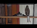 Masteran Kenari Nembak Panjang Buat Masteran Kenari Paud Agar Cepat Gacor Mp3 - Mp4 Download